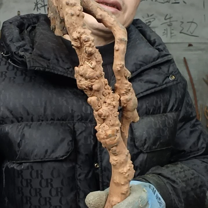 稳定木用****春贵州檬子木   铁马鞭   根艺  半成品