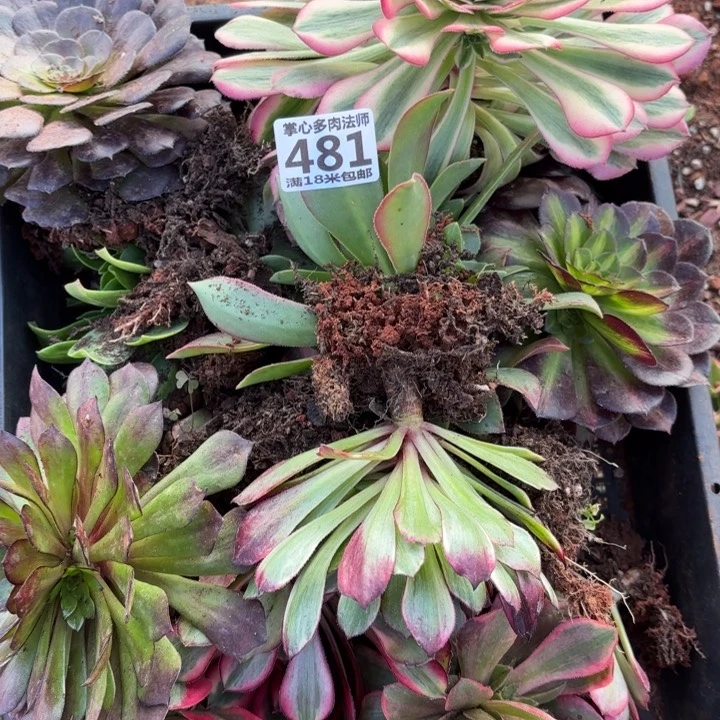 ?*481组合掌心多肉法师锦