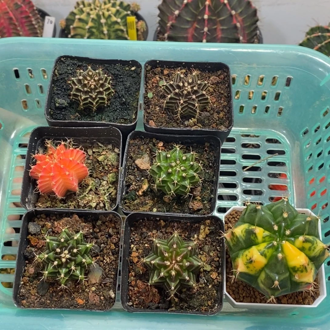 一筐7颗40米福利—脱土发货