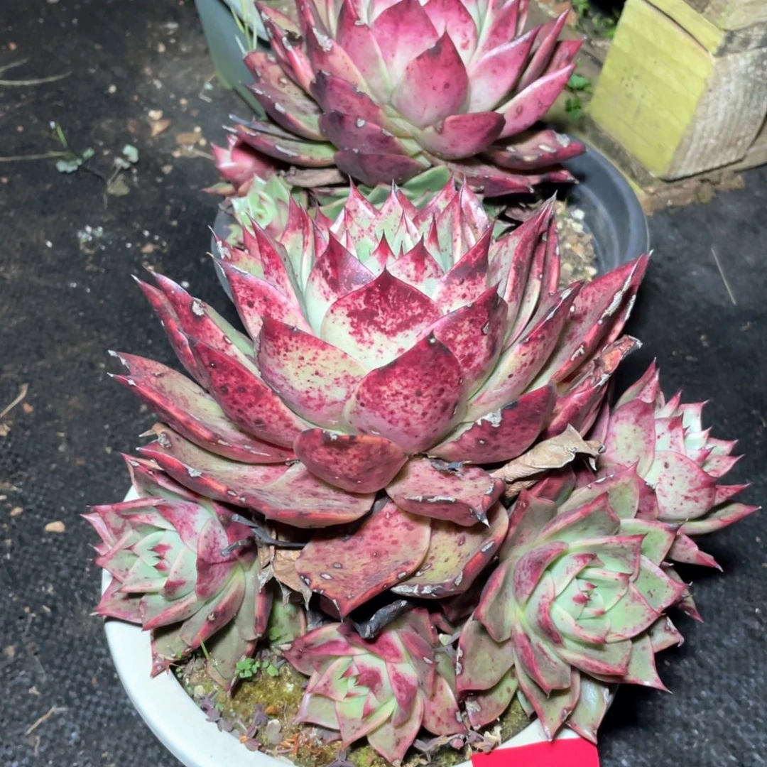 昊***妖多肉植物多肉植物176两颗