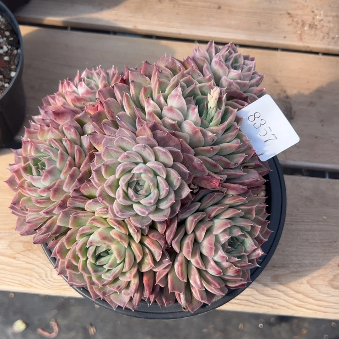 朱*8357多肉多多多多多