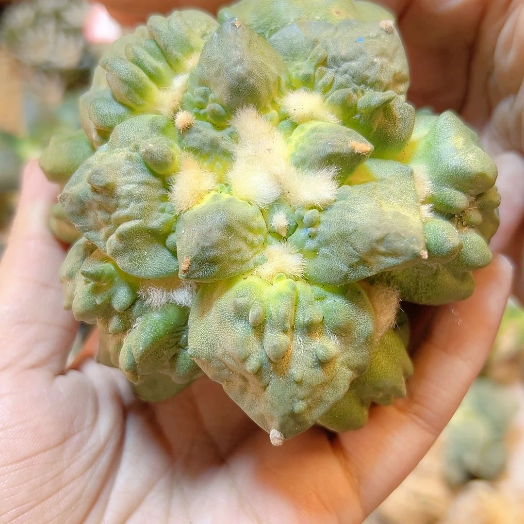 晚61号苗接变尤怒涛无根9公分