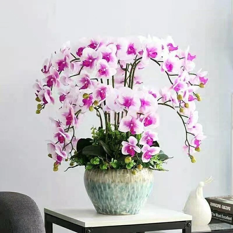 蝴蝶兰盆栽带花剑大花苗花卉植物室内花好养的花四季开花带花剑