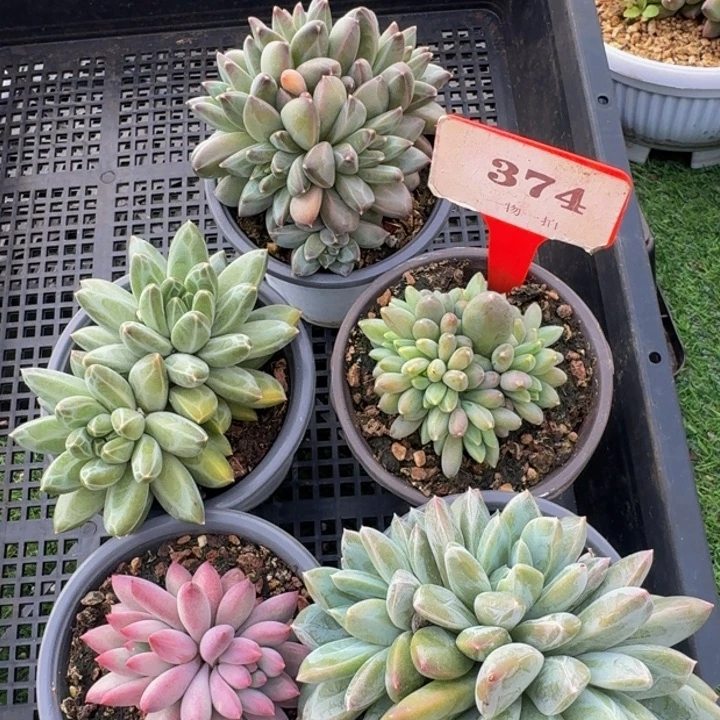 374多肉植物一物一拍