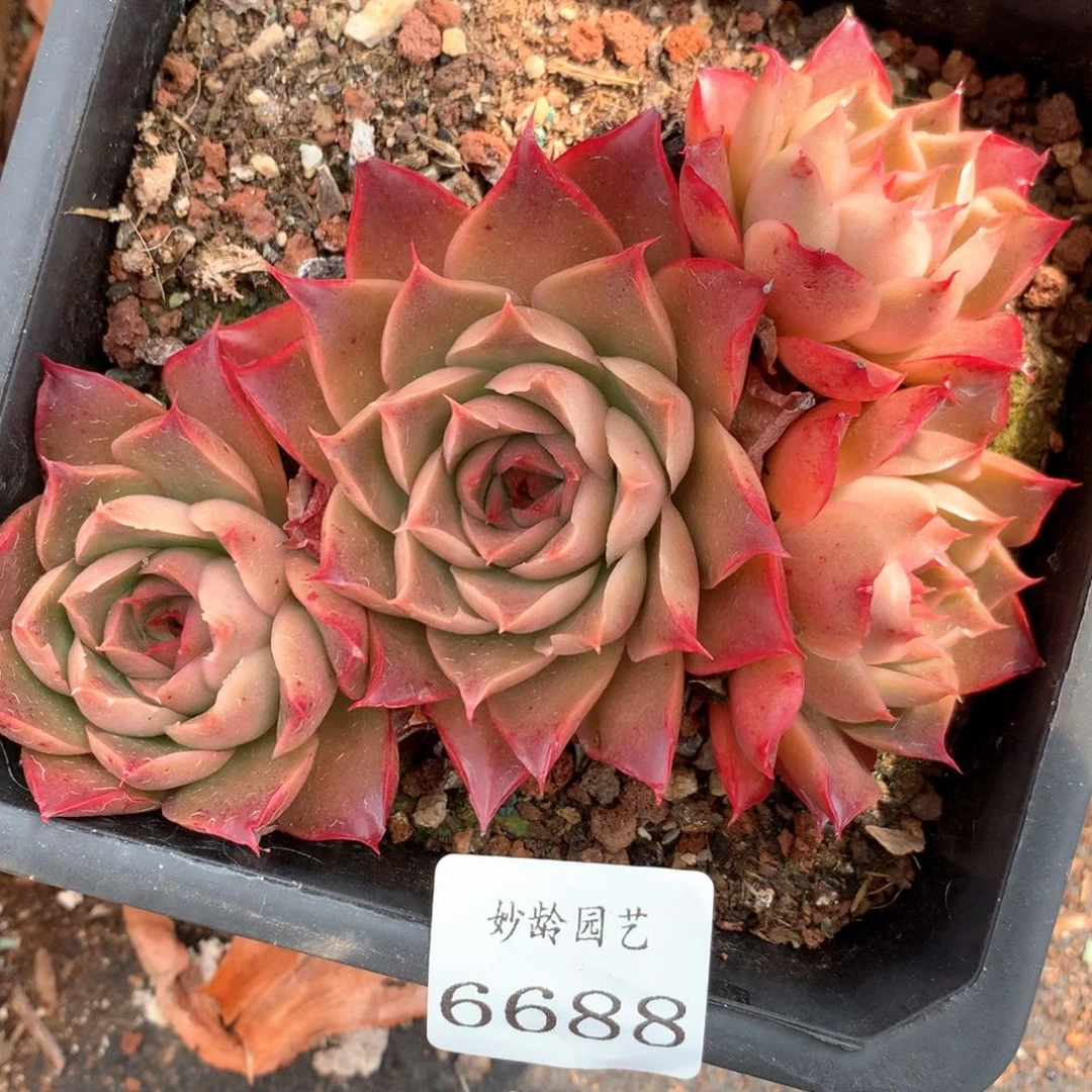 6688不包整散掉头不售后