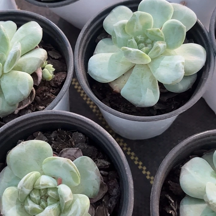 圆盆荔枝粉带盆土发