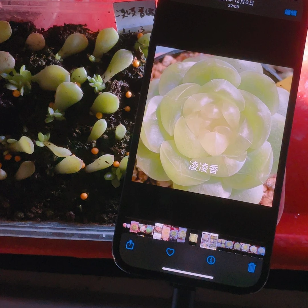 凌凌香芝麻苗一个满25包邮