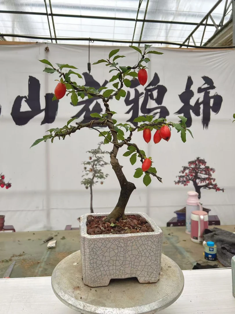 直播老鸦柿专用链接阳台盆景