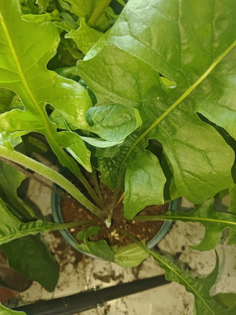 无花高杆非洲菊盆栽福利品轻微叶损不售后2盆