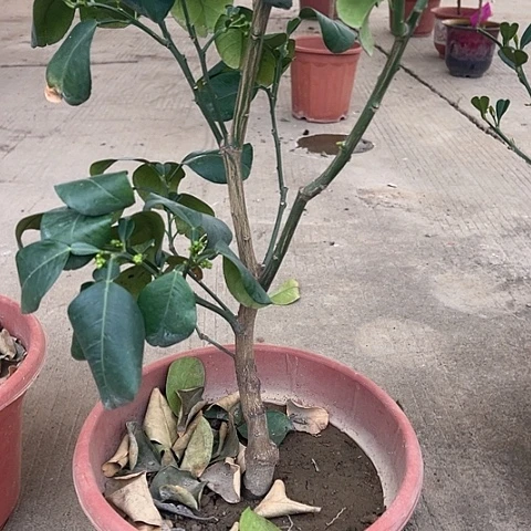 山竹苗24679964357映*红