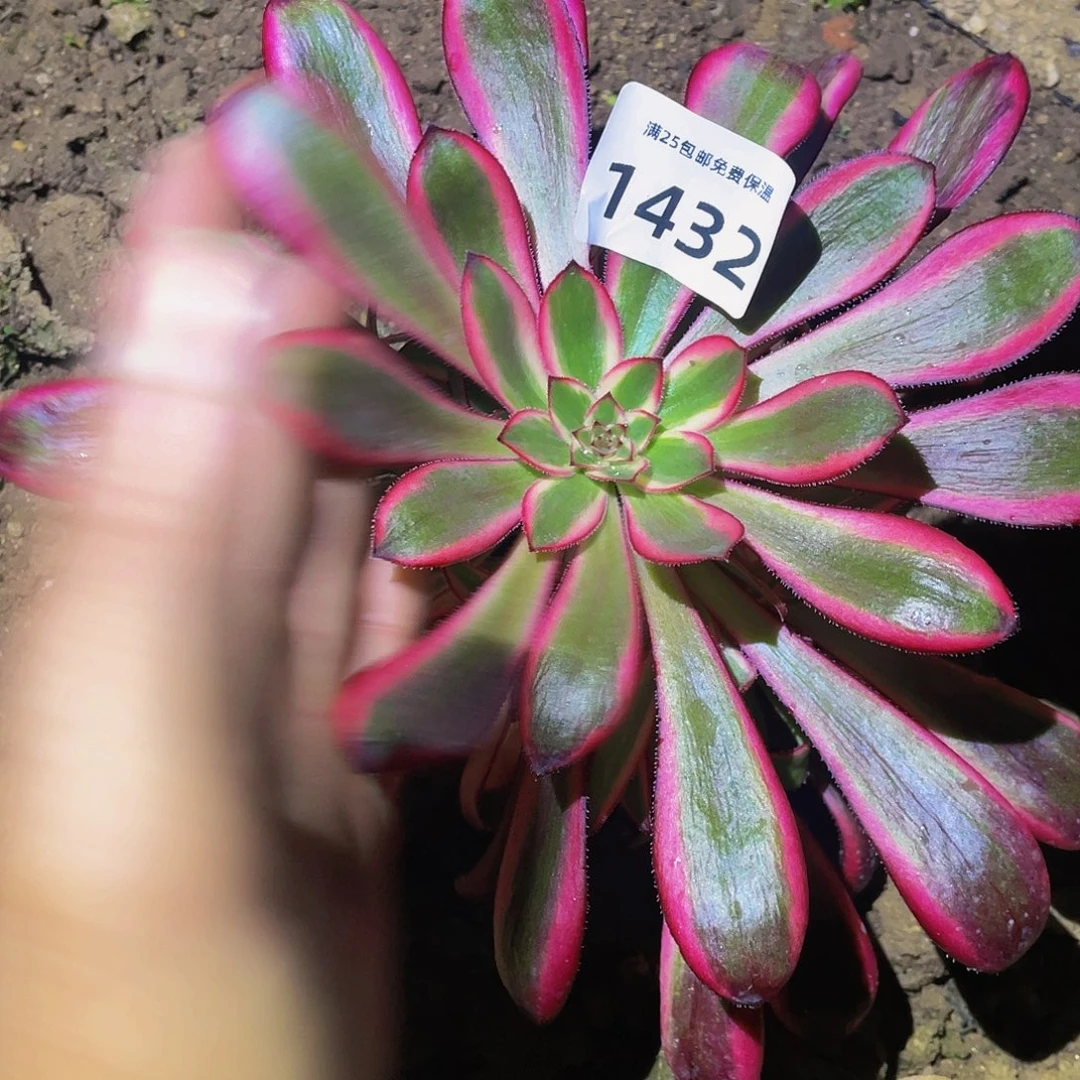 1432香奶奶多肉植物