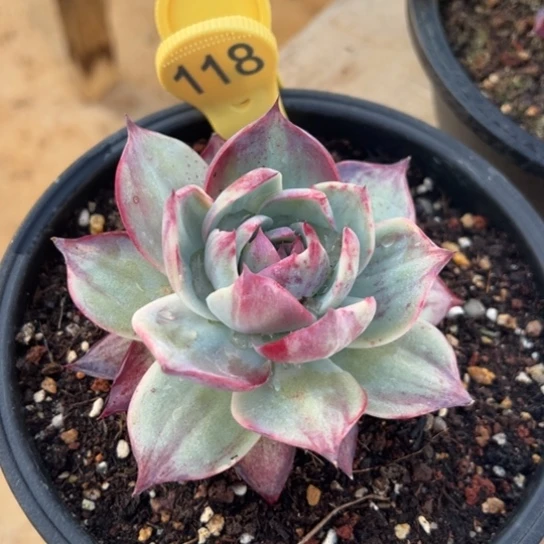 118惊鸿仙子 夏鸣园艺