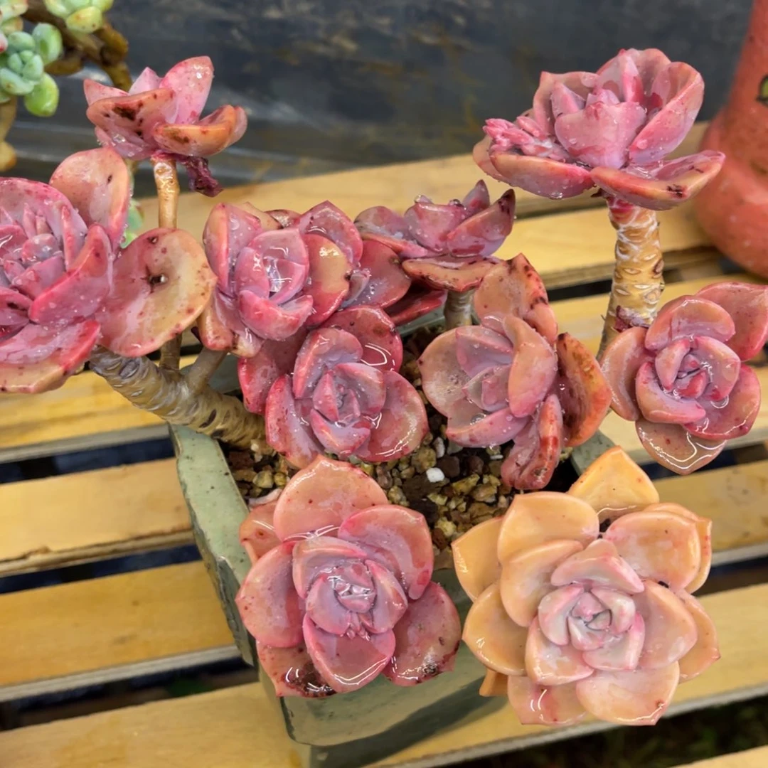 一*间37373783383838