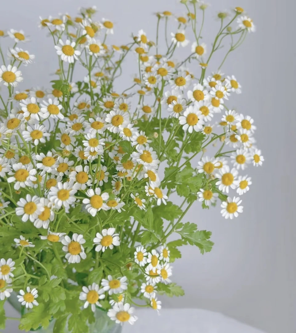 （曼曼）洋甘菊3扎叶子有问题（不售后）鲜花任意2单包邮