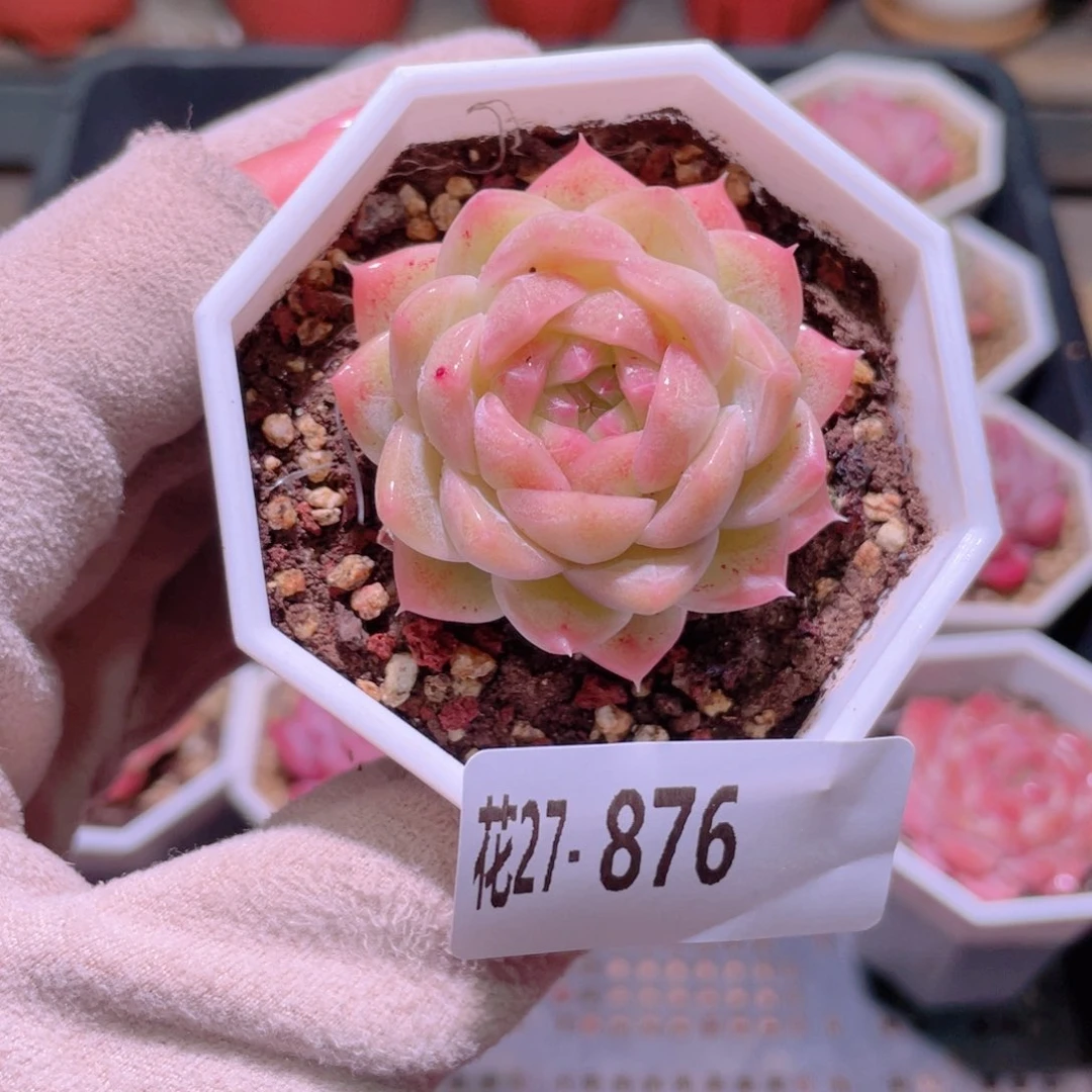 花利美27-876精选糖心