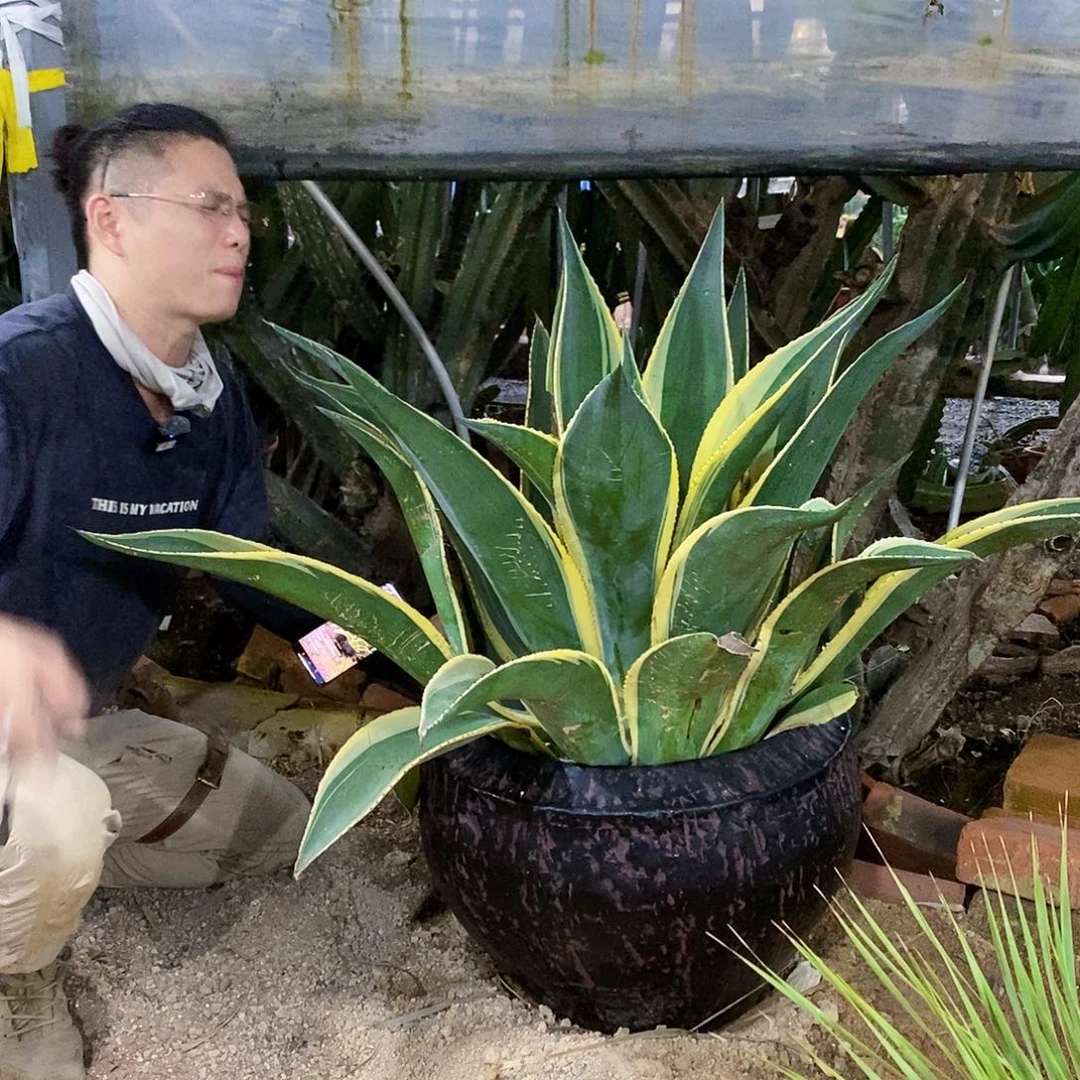一物一拍 翡翠盘复伦。