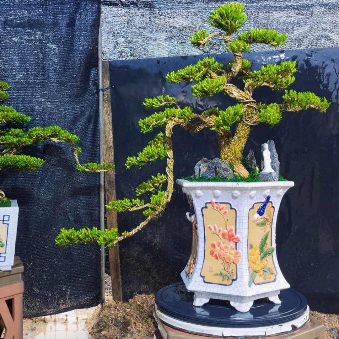 无花朵黄杨黄杨黄杨黄杨