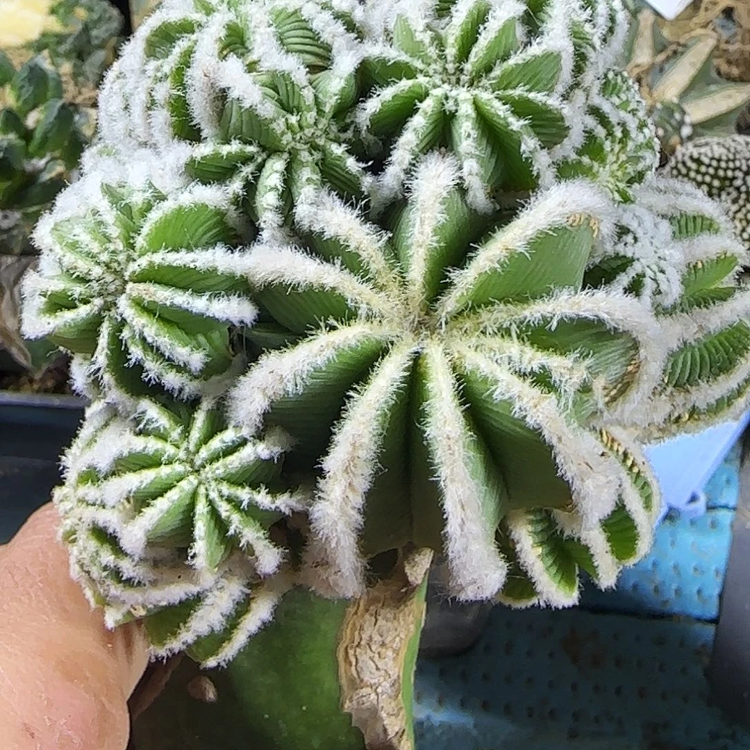 辛顿花龙群370仙人球