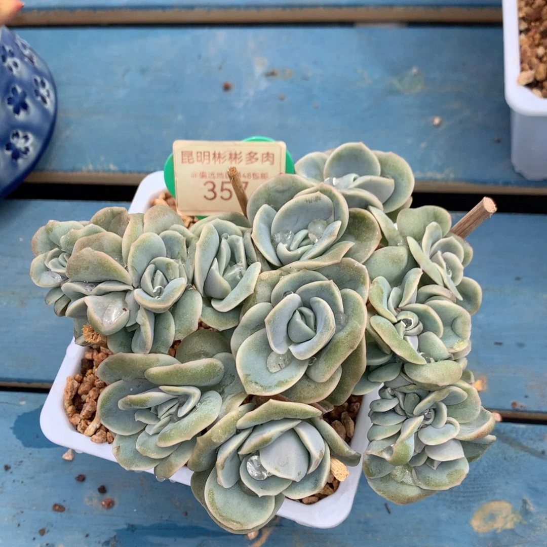 可爱玫瑰朵朵树一物一拍357