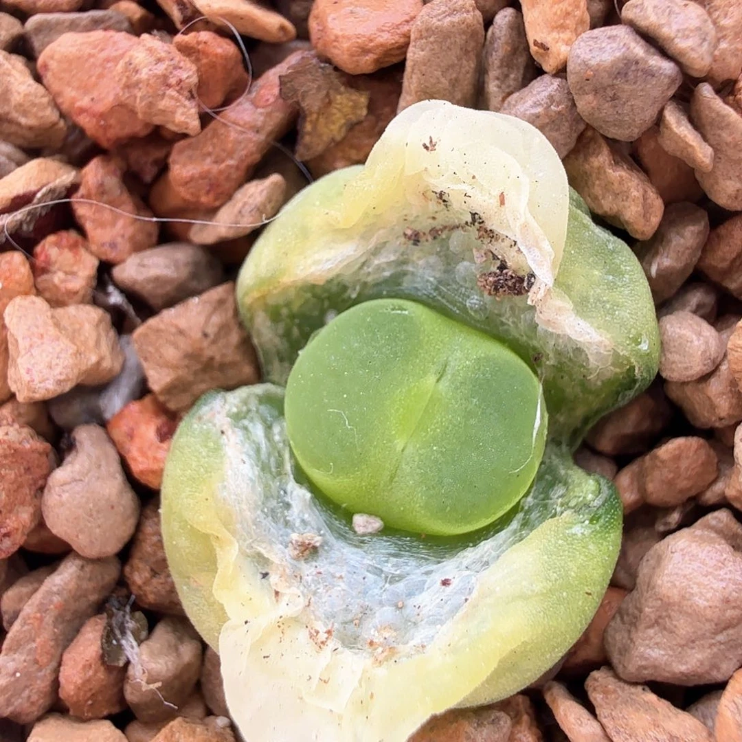 2.5.25/新头紫皮拉登/多肉植物