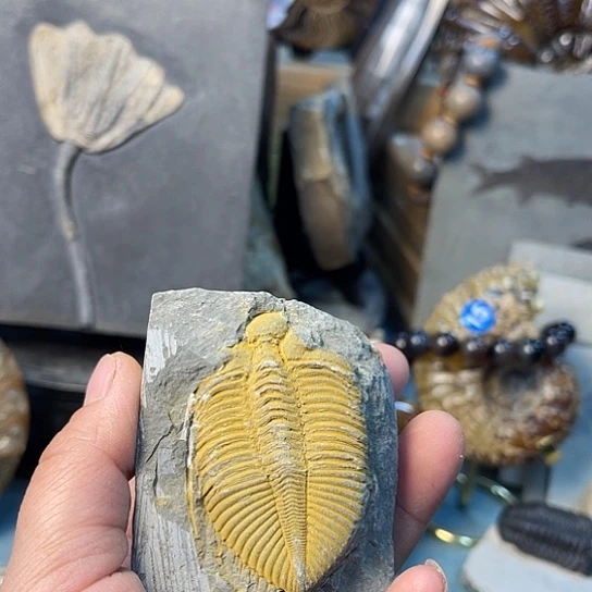 S***y陶瓷三叶虫家居用品摆件