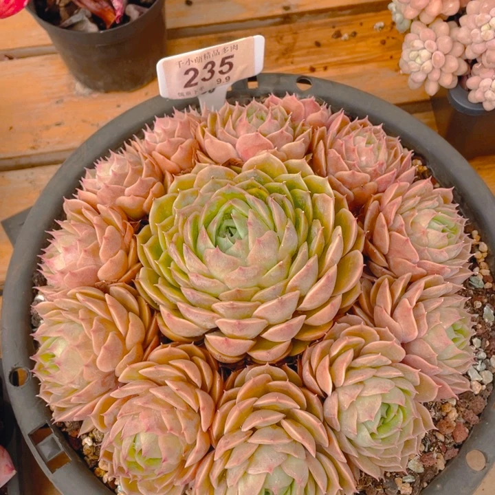 谢谢你的支持00000000235