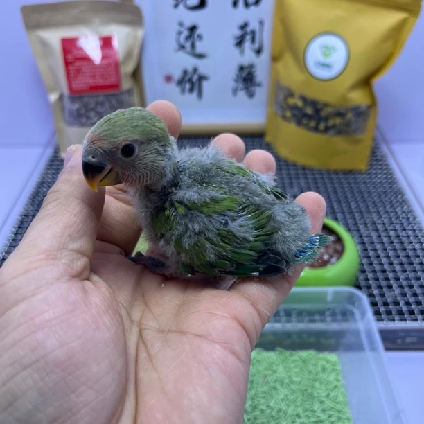 牡丹鹦鹉-绿桃母X7546