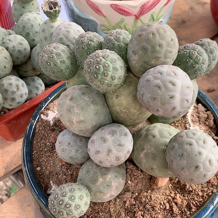 【闪购商品】25头无刺绿皮洞洞习