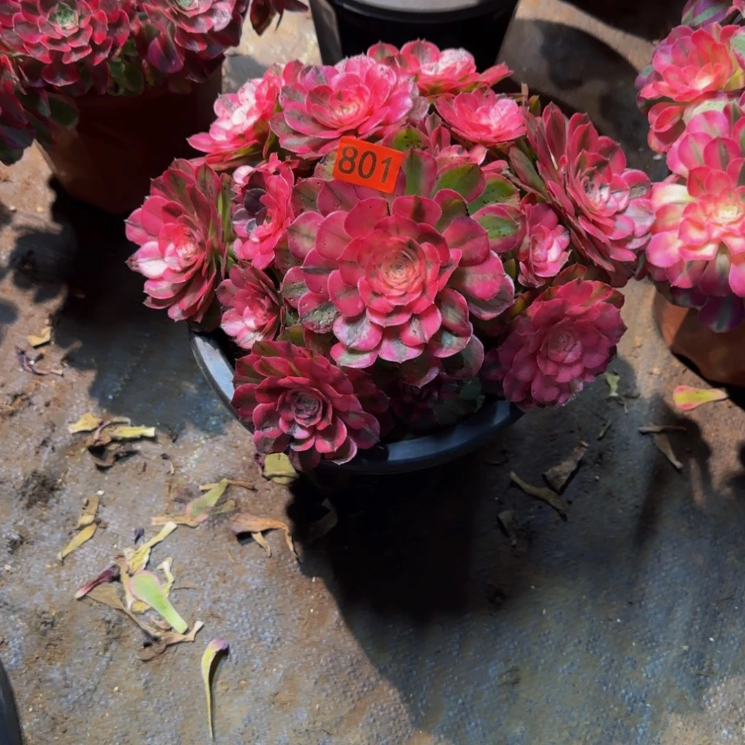 801多肉法师锦1111