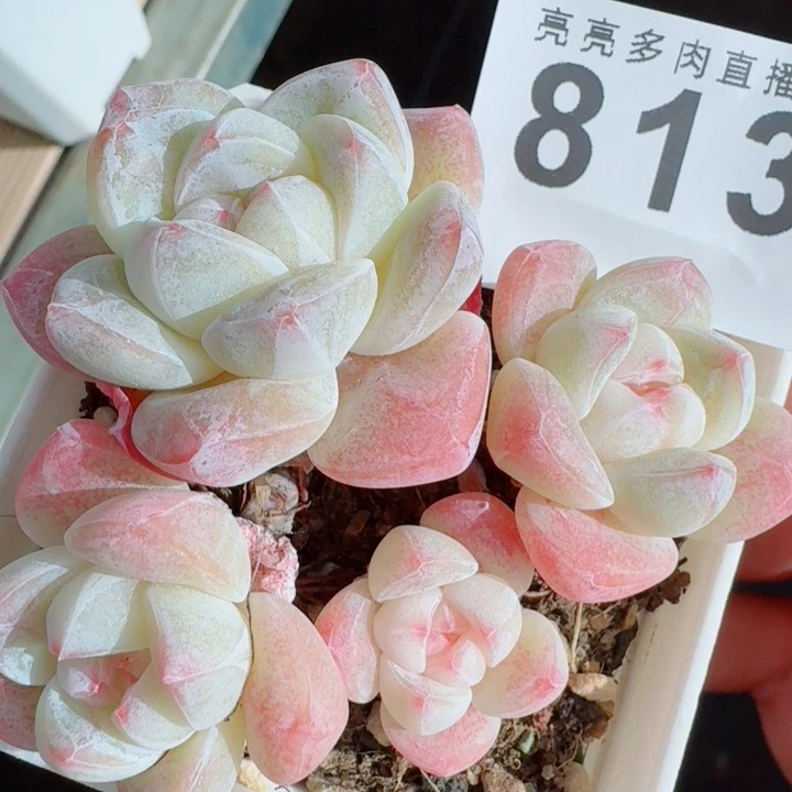 冰玉模特           精美多肉