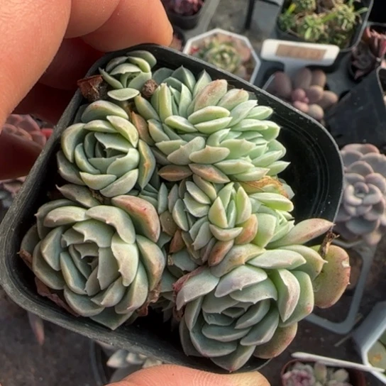 185桑切斯缀多肉植物多