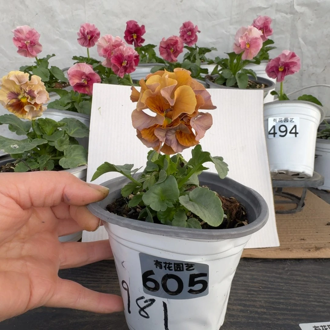 全部花朵605号角堇