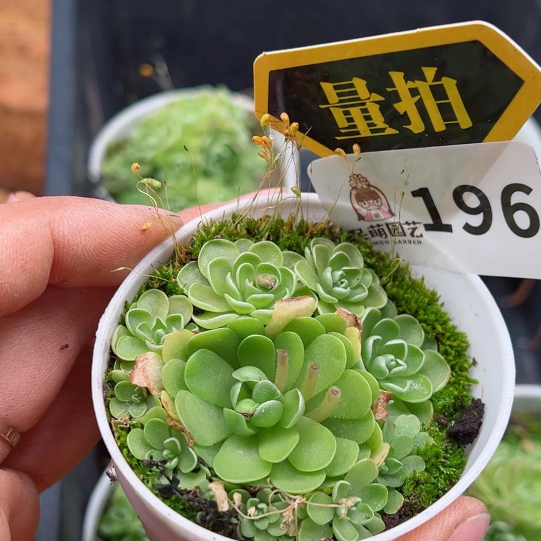 多肉植物多肉植物