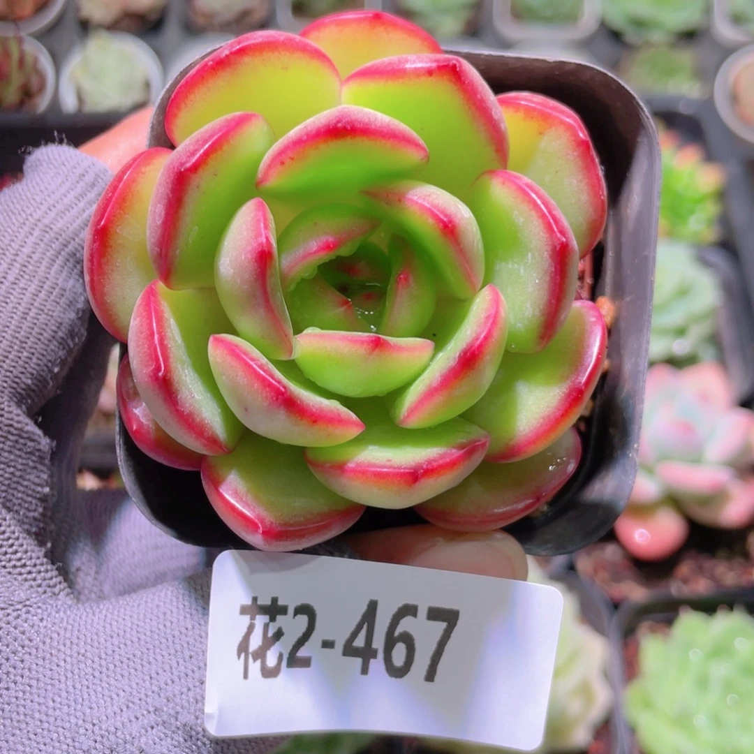 花利美2-467从林之舞