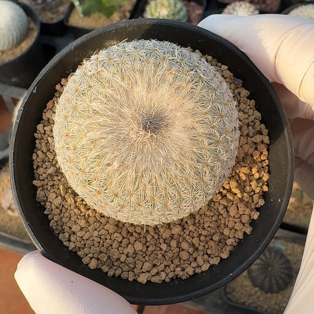 巍***~117号月世界仙人球