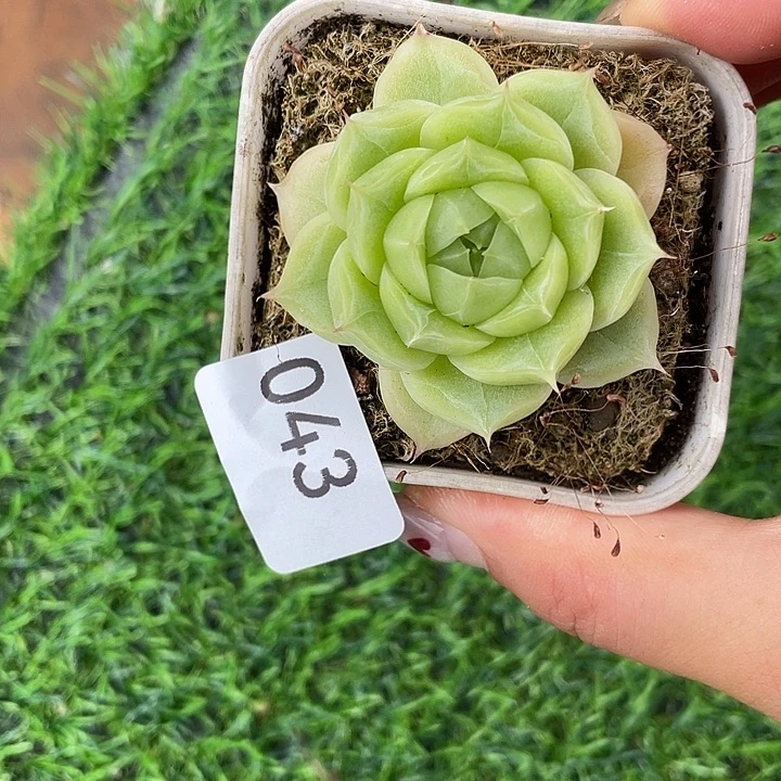 43。花翡。