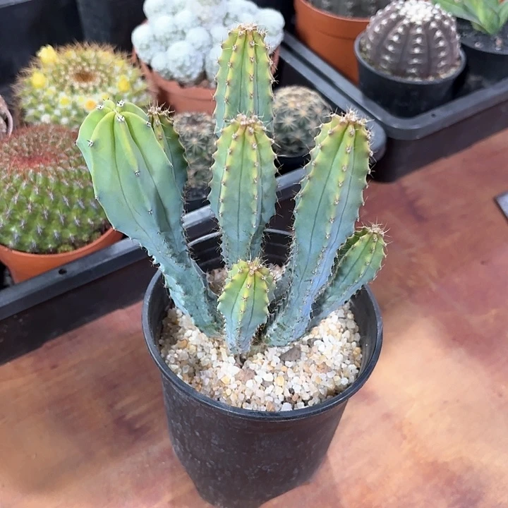 f泰隆木仙人球123