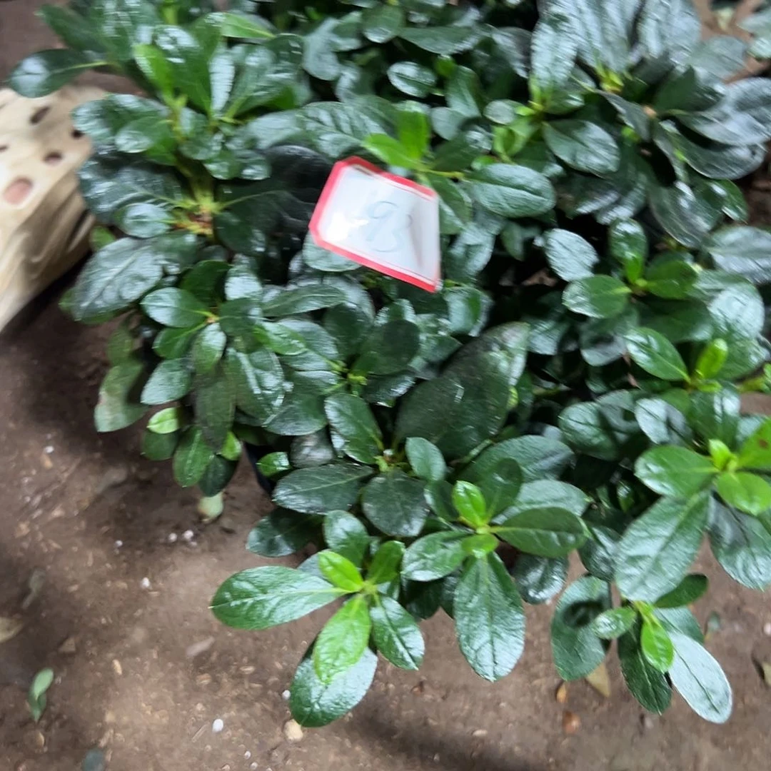 大部分花苞少量开放193