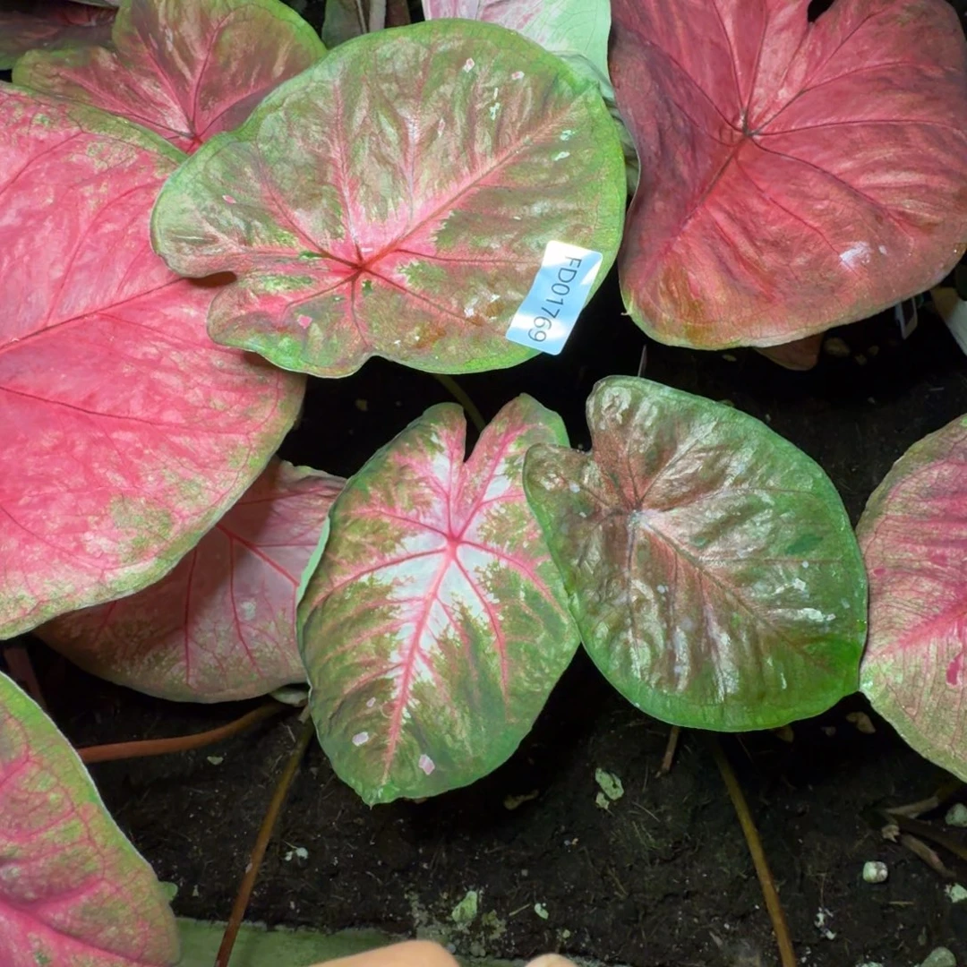 无花朵海王寄养01769