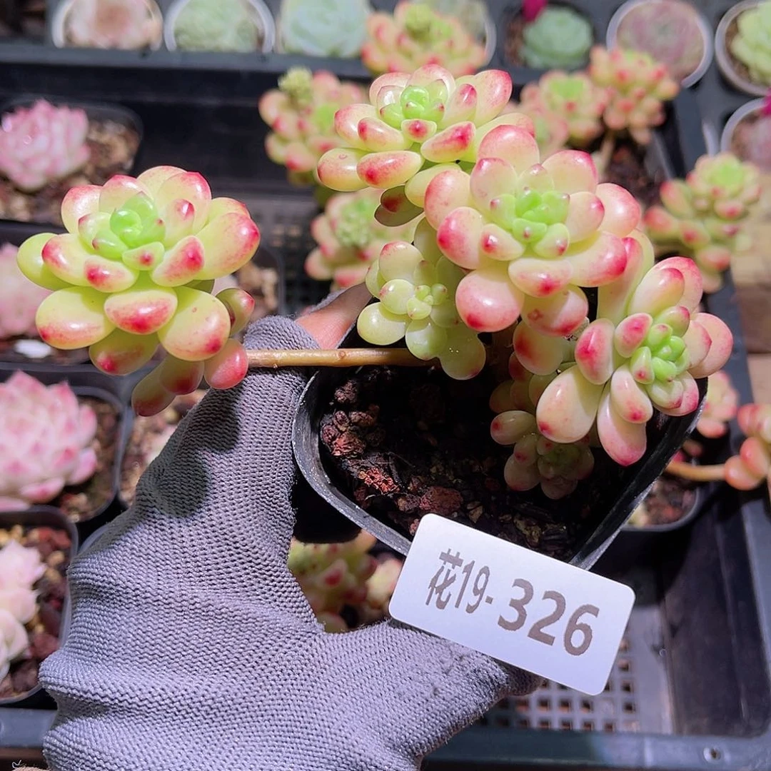 花19-326香格里拉