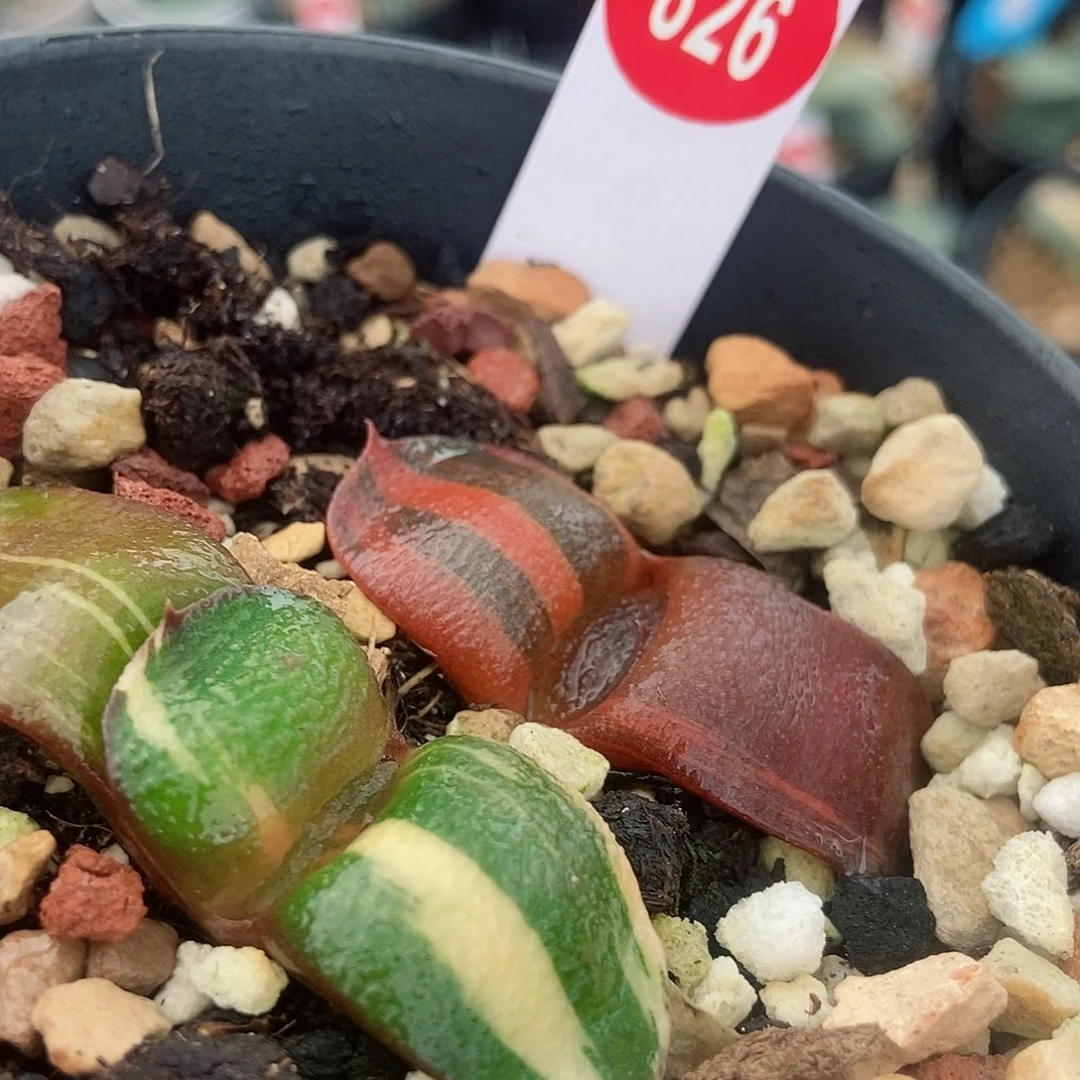 826卧牛实生锦两个带盆发货