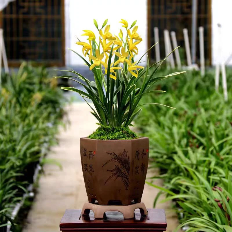 浓香建兰 金如意 古风花盆种好六-八苗室内阳台兰花绿植盆栽
