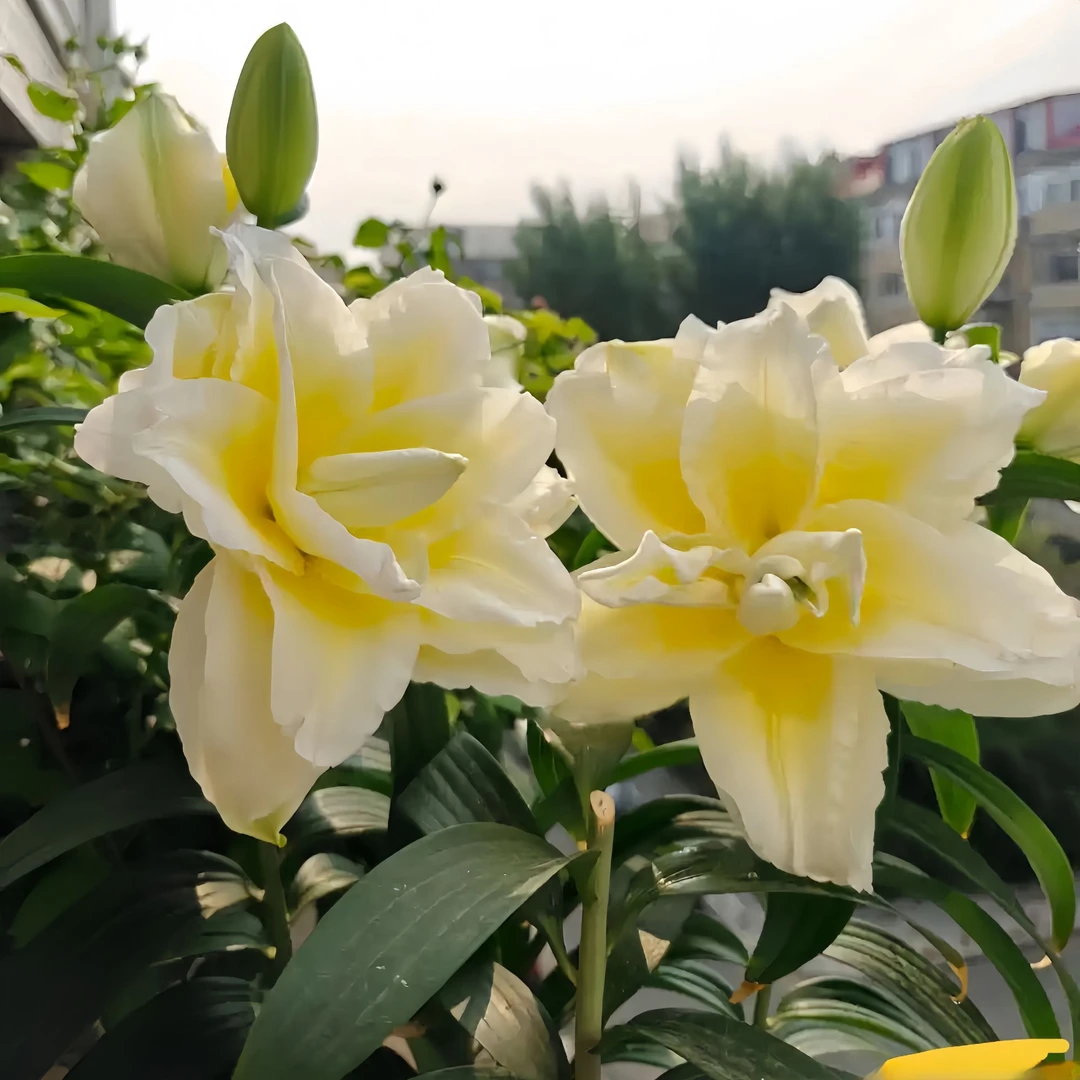 【路德维娜】香水百合种球花卉室内外四季重瓣带芽多头盆栽绿植进口