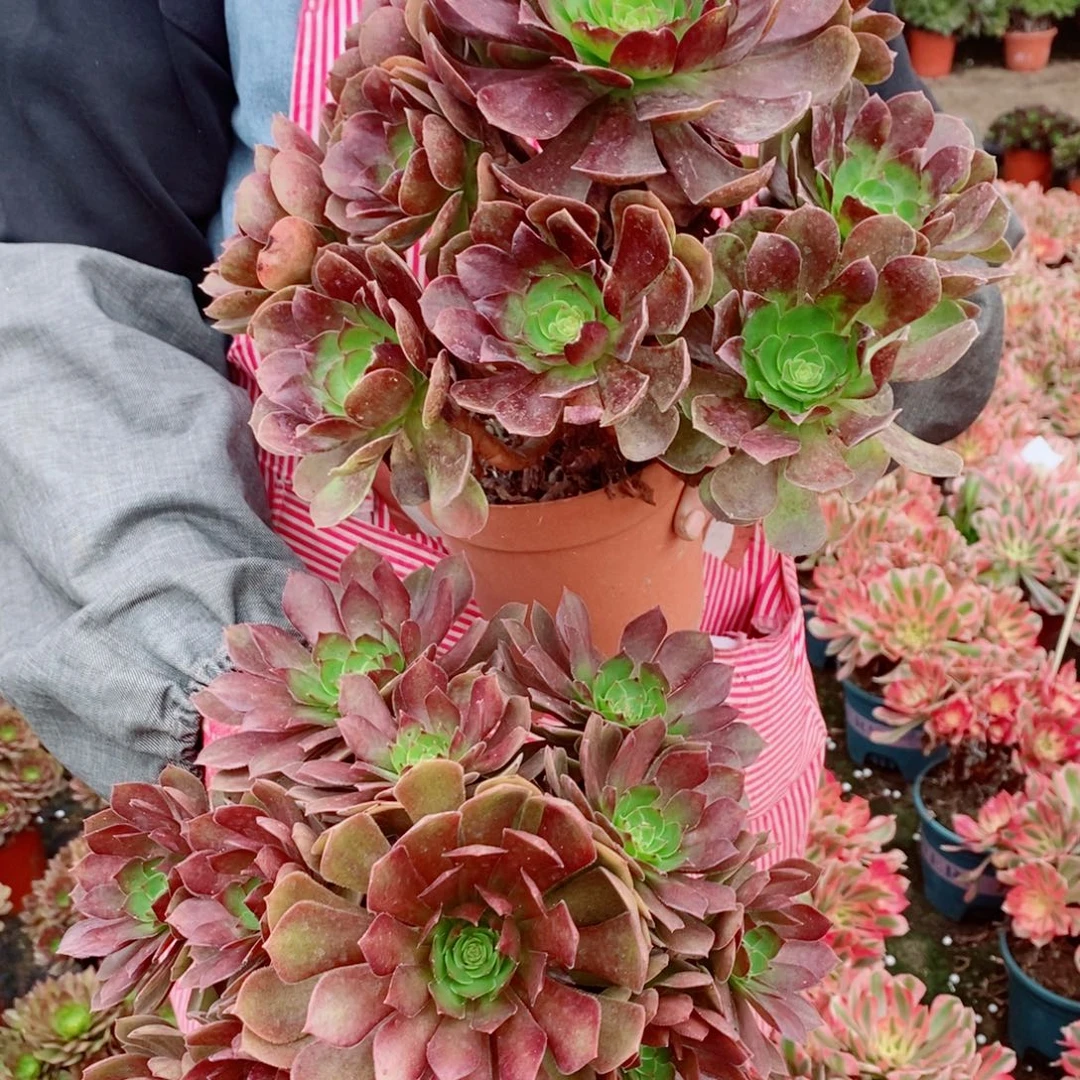 完全开放红魔➕赤燕莲多肉1颗