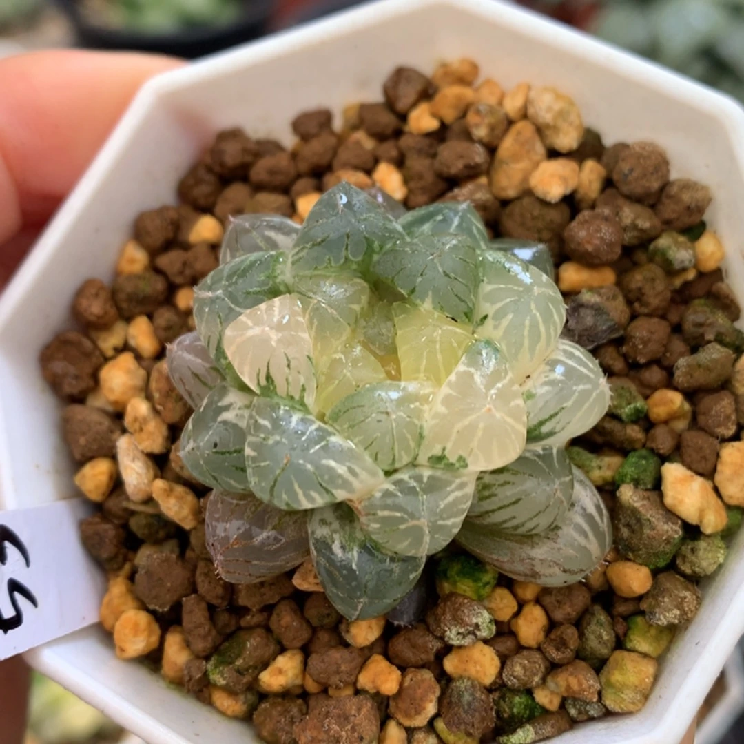 姬玉露锦，带盆一起