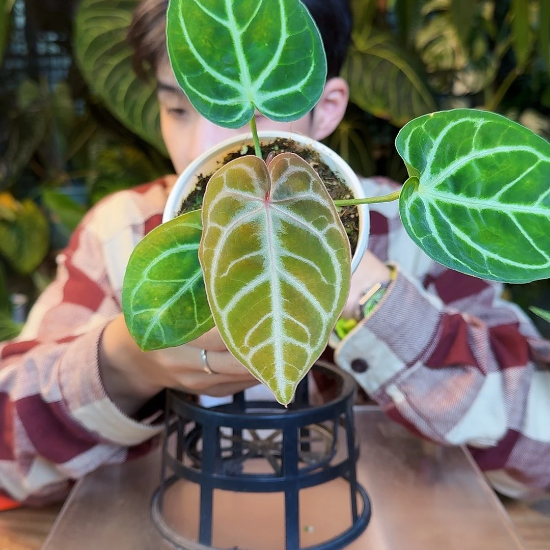 完全开放S141粉脉撕裂纹杂绿丝绒