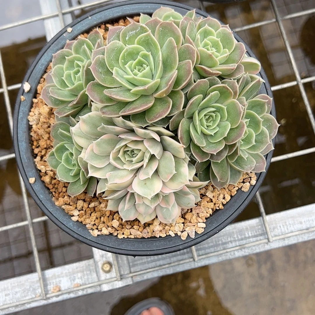 【闪购商品】昂斯诺群