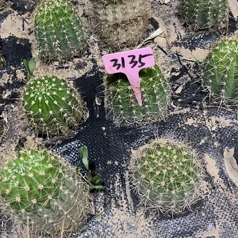 清清小草随机发3135