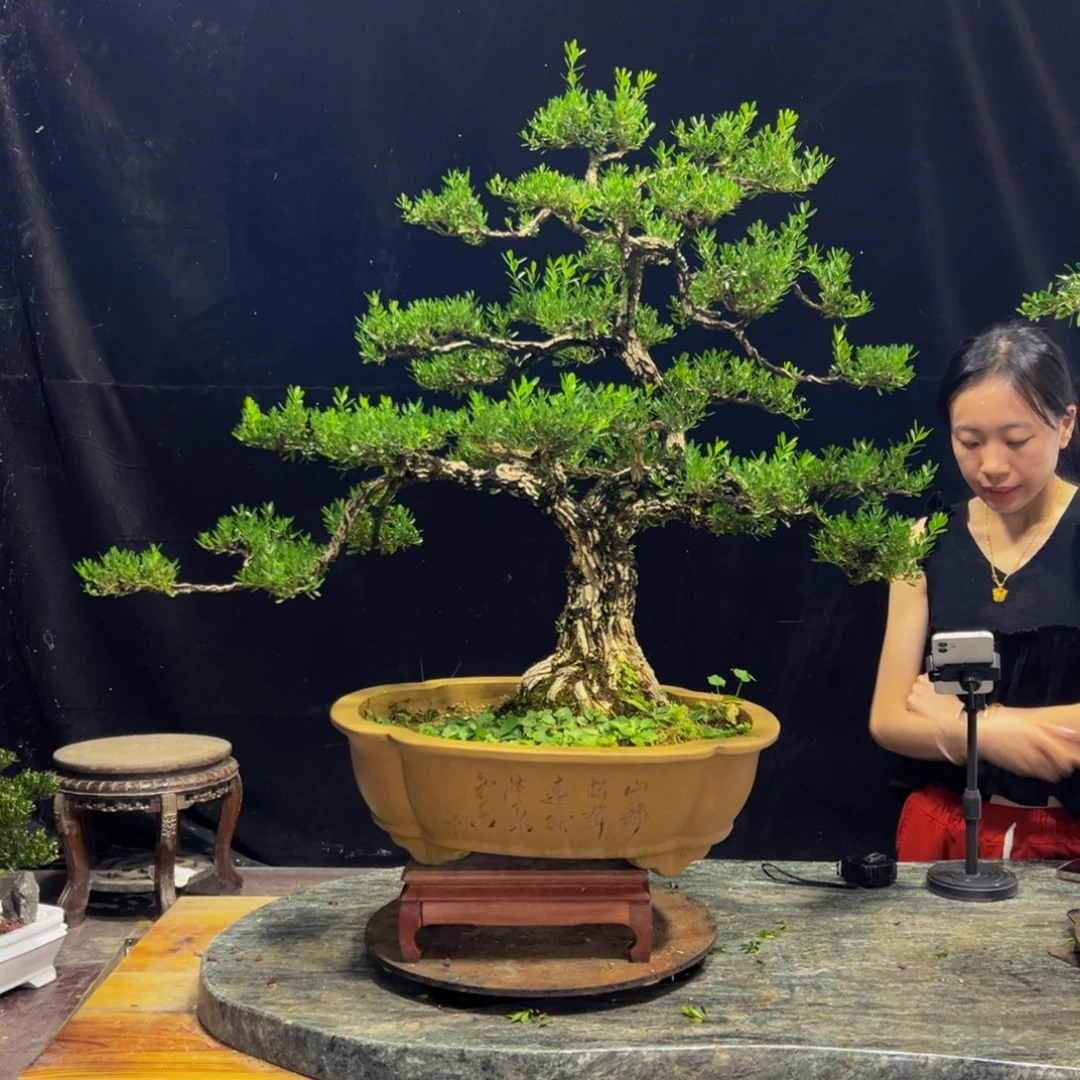 无花朵广东黄杨四季常青