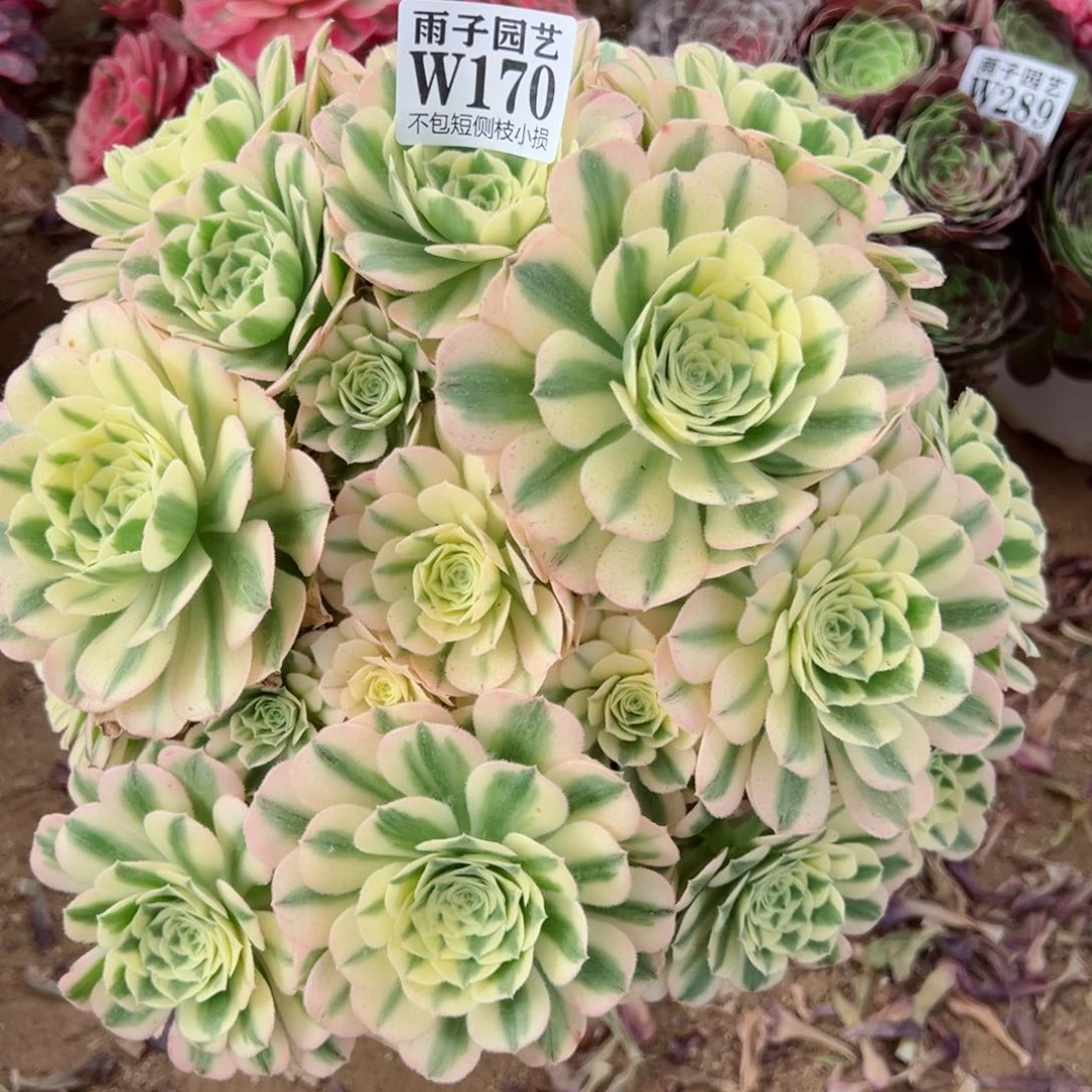 170迈巴赫尺寸35左右修枝特价